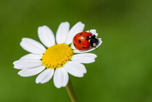 Ladybug On Daisy Flower Macro. Green Summer Meadow Background With Chamomile And Ladybug. Purity Freshness Nature. Close Up. Copy Space.