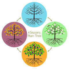 Wall Mural - four seasons plum tree on a white background.