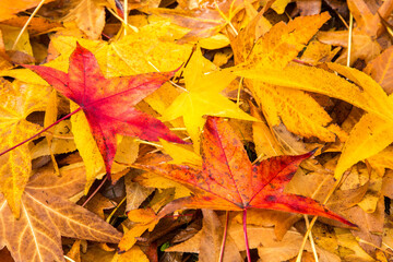 Wall Mural - Colorful maple tree leaves that have recently fallen to the ground.