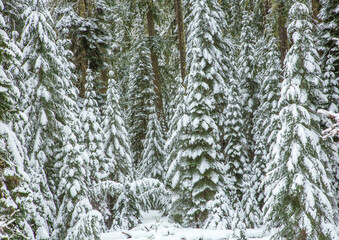 Wall Mural - Douglas fir trees that are covered with snow from a recent storm