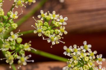 Macro abstract art texture view of tiny parsley flower blossoms with defocused wood grain background and copy space