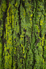 Green Moss On Elm Tree Trunk Texture