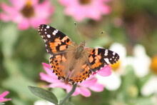 Painted Lady Butterfly On A Pink Flower.