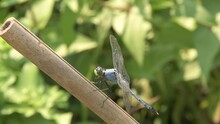 Erythemis Simplicicollis, Eastern Pondhawk Dragonfly, Resting On A Bamboo Stick