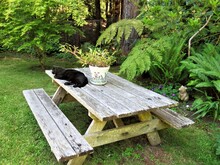 Cat On The Picnic Table