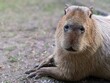 Capybara sitting on ground, staring at camera with paws visible