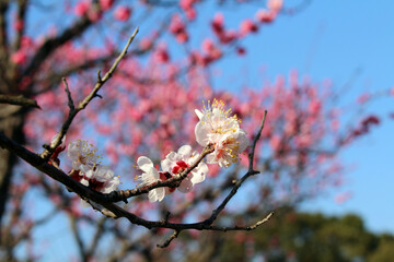 Beautiful sakura flower blooming during spring