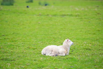 Sheep in the pasture, Tawharanui  Regional Park, New Zealand