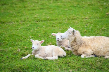 Sheep in the pasture, Tawharanui  Regional Park, New Zealand