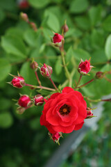 Poster - red rose in nature background .