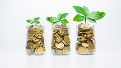 business financial planning concept. coins in jar with green plant growth up on white background. money management sustainable savings. success investment.