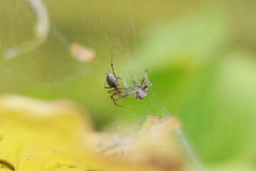 spider with a fresh kill on a web green and yellow background