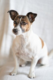 Fototapeta Zwierzęta - Brown, black and white older Jack Russell Terrier sits on a chair , full body