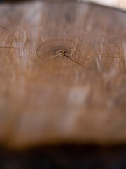 Wall Mural - close up of an tree cross section