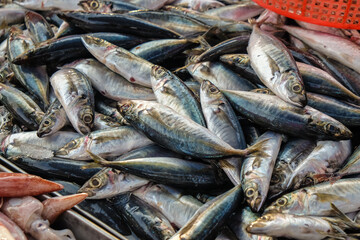 Wall Mural - Tuna fish bundke sell in seafood market