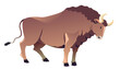 Bull with long horns, ox or buffalo vector