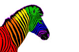 Fototapeta Konie - Zebra head LGBTQ community rainbow flag color striped pattern white background isolated closeup, LGBT pride symbol, lesbian, gay etc love sign, logo, greeting card, wallpaper, banner design copy space