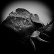 Sorrow. Close-up of a rose with water-drops, black and white image.