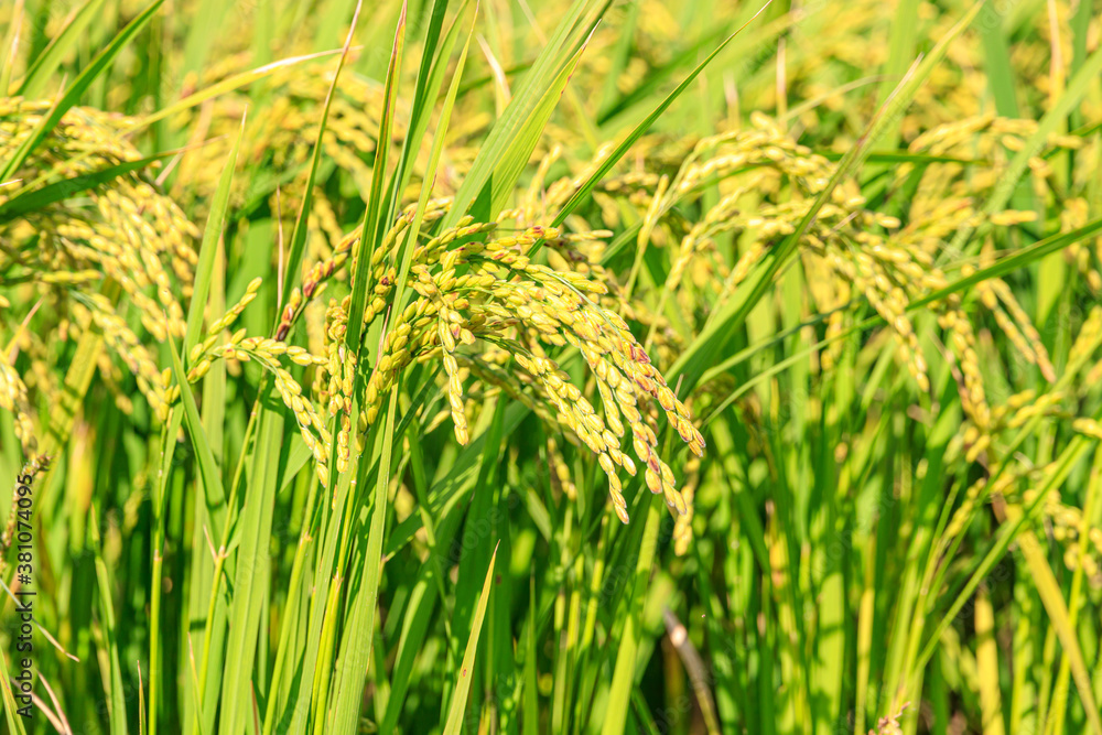 Korean traditional rice farming. Rice farming landscape in autumn. Rice ...