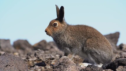 Wall Mural - The hare is sitting on the stones