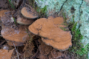 Wall Mural - Ganoderma applanatum, artist's bracket,  bear bread fungus on tree stump