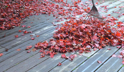 Wall Mural - rake in heap of red leaves of japanese maple falled on a wooden terrace