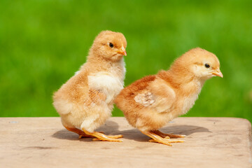 Wall Mural - Newborn chicken family. Animal friendship. Couple love bird on green grass background. Couple or twin chicken