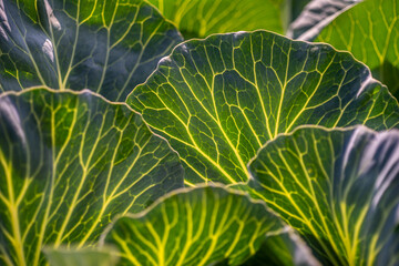 Fresh large green cabbage leaves with veins in the sunlight. Vegetable in garden closeup