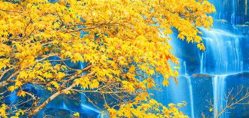 Poster - Bright maple trees in front of a waterfall in autumn.