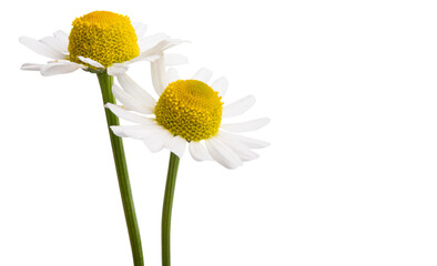 Poster - medical chamomile isolated