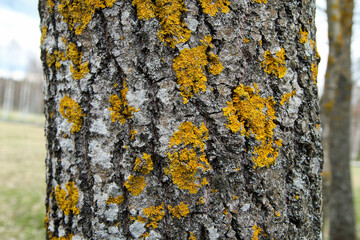 The detail of the trunk of the tree with rough bark covered by the yellow lichen. 