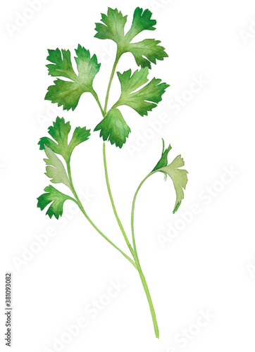 ハーブ イタリアンパセリの水彩イラスト Stock Illustration Adobe Stock