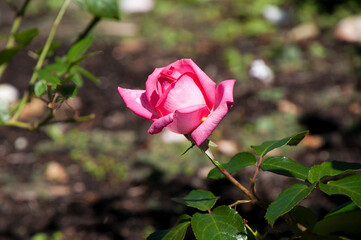 Wall Mural - Sydney Australia,  pink rose flower in the sunshine
