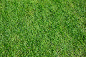 salt meadow as lawn background or design element