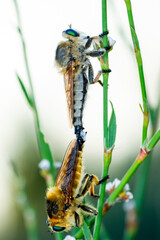 Wall Mural - Macro shot of a robber fly in the garden