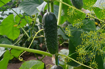 Organic cucumbers on a branch in a greenhouse