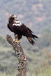 © Jesus - Spanish Imperial Eagle adult male in a mediterranean forest on a windy day