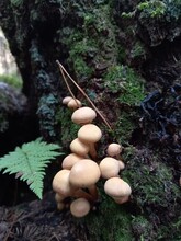Group Of White Mushrooms On The Moss. Autumn Forest Coseup Image. Honey Or False Mushrooms. Fern Leaf.