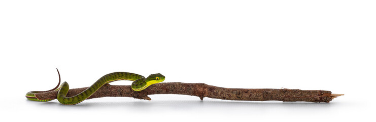 Leinwandbilder - Brown spotted green pitviper or pit viper, on wooden branch. High detail. Isolated on white background.