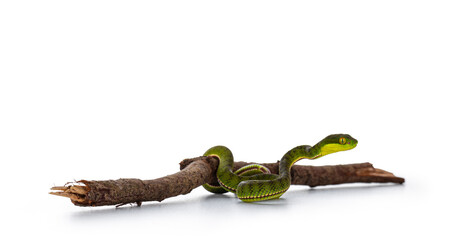 Leinwandbilder - Brown spotted green pitviper or pit viper, moving over wooden branch. High detail. Isolated on white background.
