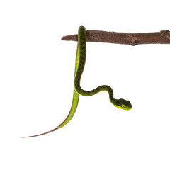 Leinwandbilder - Close up from brown spotted green baby pitviper or pit viper hanging on wooden branch. High detail. Isolated on white background.