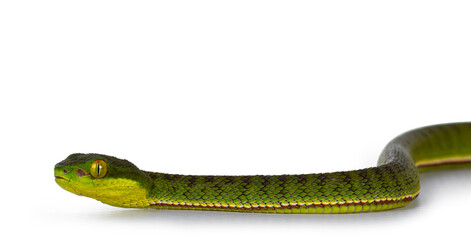 Poster - Close up of brown spotted green pitviper or pit viper, moving side ways. High detail. Isolated on white background.