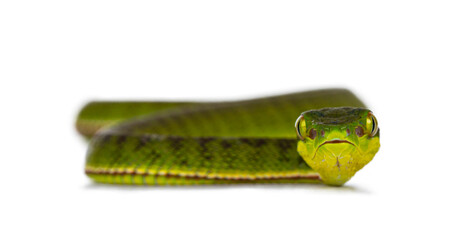 Leinwandbilder - Brown spotted green pitviper or pit viper, moving towards camera. High detail. Looking towards camera showing both eyes. Isolated on white background.