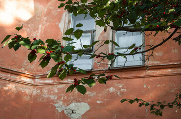 Hawthorn branch with red berries on the background of the old house. Quality image for your project