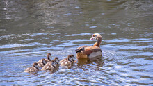 A Family Of Egyptian Geese Swim Across The Surface Of An Inland Lake