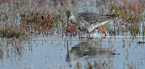 Wall Mural - Spotted redshank / Dunkelwasserläufer, Dunkler Wasserläufer (Tringa erythropus)