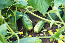Fresh Cucumbers Grow On The Garden In Open Ground Against A Background Of Juicy Green Leaves, Close-up. Harvesting Of Cucumbers Plants In Open Ground.