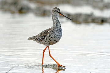 Sticker - Dunkler Wasserläufer (Tringa erythropus) - Spotted redshank