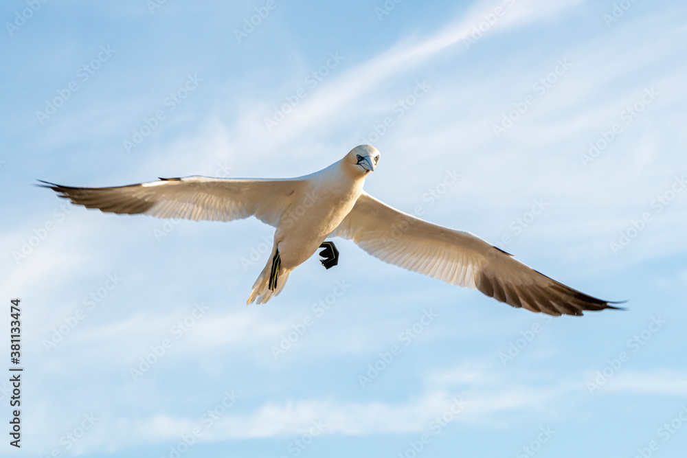 Gannets in flight on their breeding colony at Helgoland - with emphasis on movement - flash photography.
