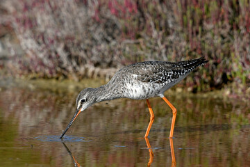 Sticker - Dunkler Wasserläufer (Tringa erythropus) - Spotted redshank